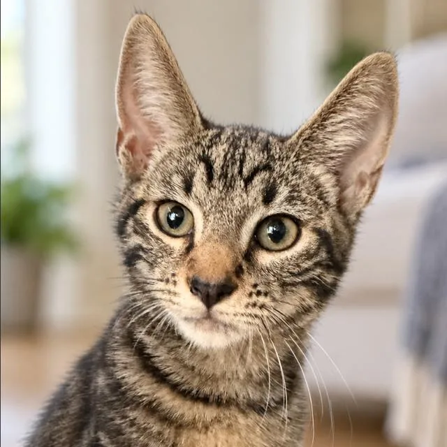 A baby medium-sized male Domestic Short Hair cat named Zin for adoption in Escondido, CA