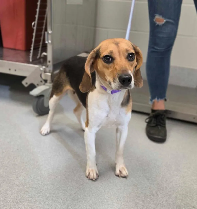 An adult medium-sized female Beagle dog named Kendall for adoption in Chillicothe, OH
