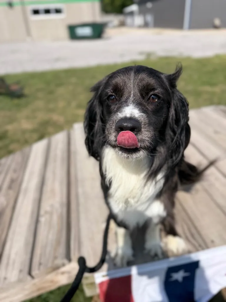 An adult medium-sized male Spaniel dog named Reggie for adoption in Pierceton, IN