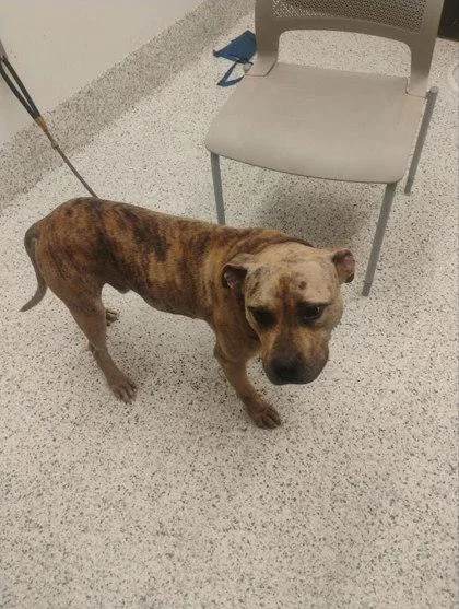 An adult large-sized male Pit Bull Terrier dog named Mr Rhubarb for adoption in Atlanta, GA