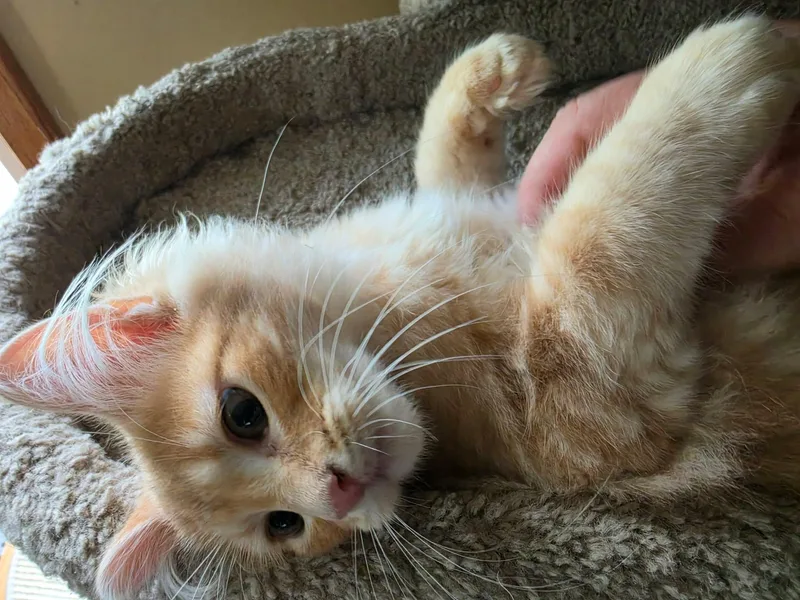 A baby medium-sized male Tabby (Orange / Red) Domestic Long Hair cat named Blaze for adoption in Overland Park, KS