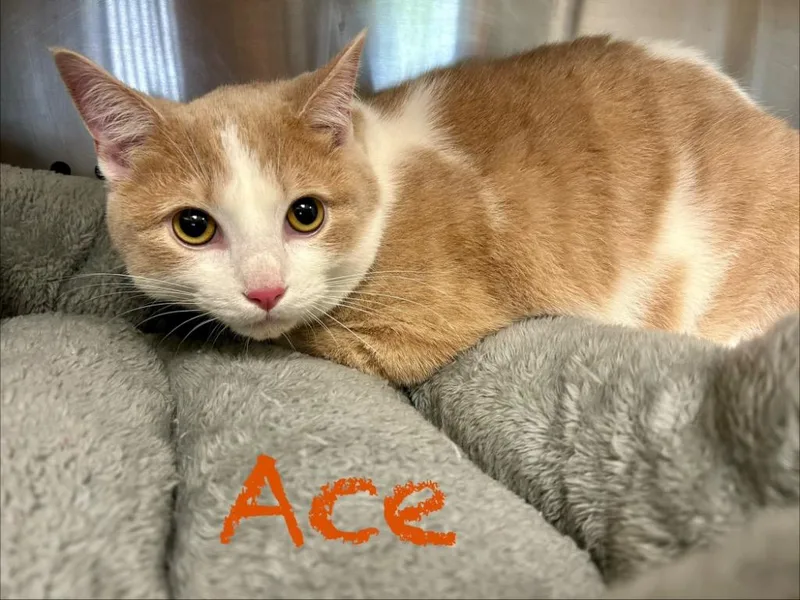 A young large-sized male Domestic Short Hair cat named Ace for adoption in West Union, OH