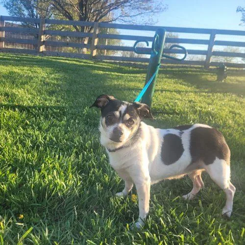 An adult small-sized female Tricolor (Brown, Black, & White) Chihuahua dog named Baby  D for adoption in Frankfort, KY