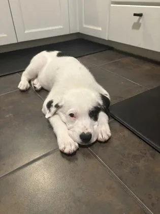A baby medium-sized male Retriever dog named Evan for adoption in Fort Worth, TX