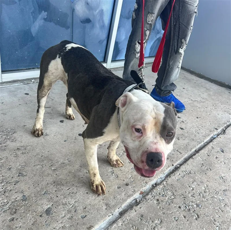 An adult large-sized female Mixed Breed dog named Cocoa for adoption in Dallas, TX