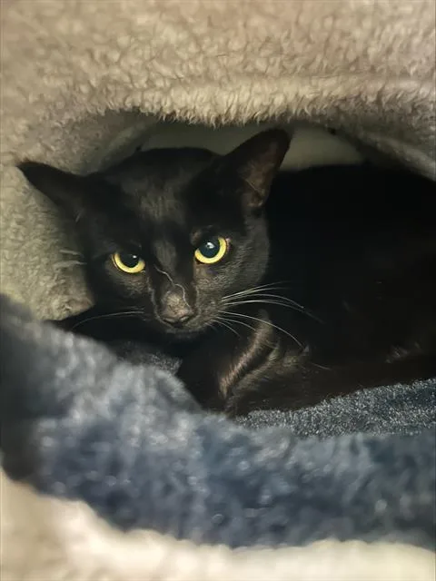 A senior small-sized female Domestic Short Hair cat named Kit Kat for adoption in Centerville, MA