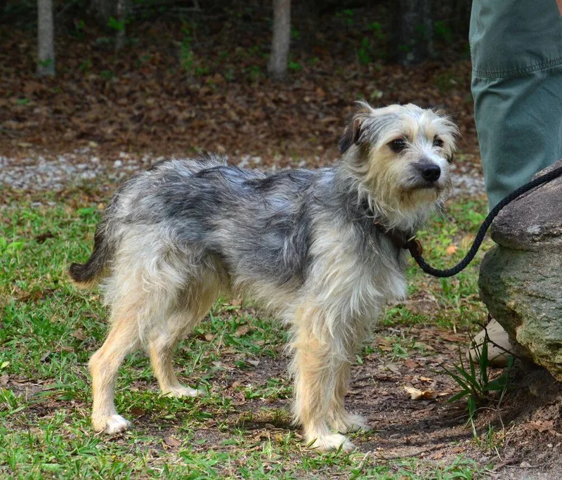 A young small-sized male Brown / Chocolate Border Terrier dog named Bruno for adoption in Willingboro, NJ