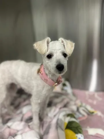 A baby small-sized female Maltese dog named Princess Leia for adoption in San Martin, CA