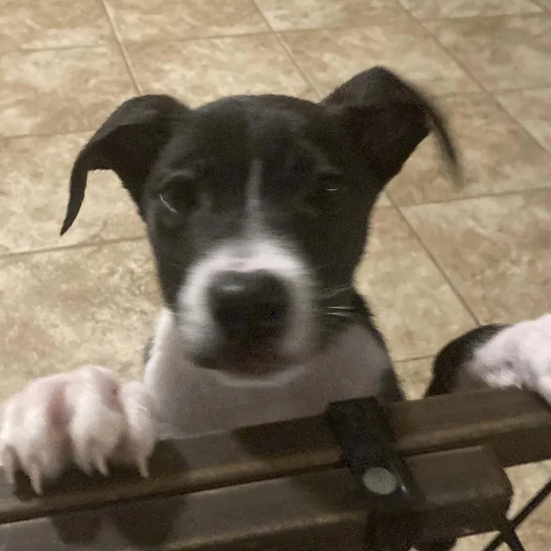A baby medium-sized female Black Mixed Breed dog named Lilith for adoption in Beulaville, NC