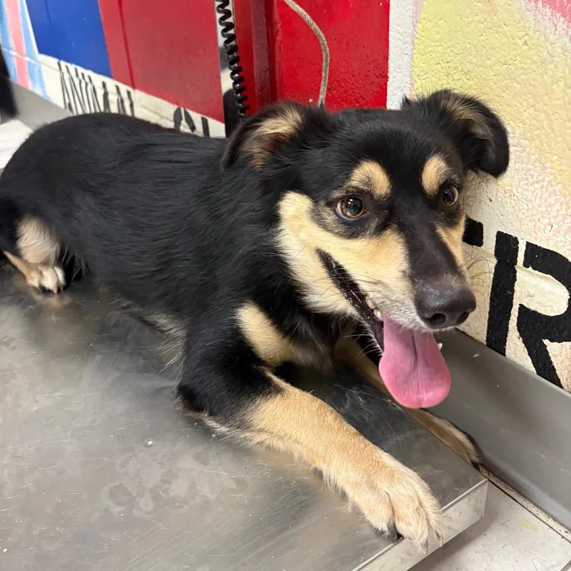 An adult medium-sized male Black Shepherd dog named Rocky for adoption in Lufkin, TX