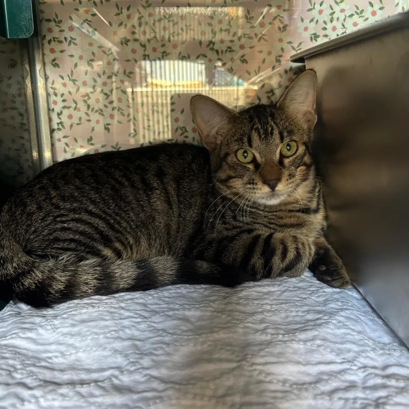 A young small-sized male Gray / Blue / Silver Domestic Short Hair cat named Titus for adoption in Springtown, TX