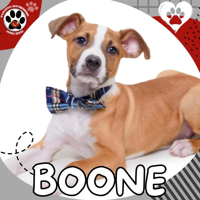 Boone
