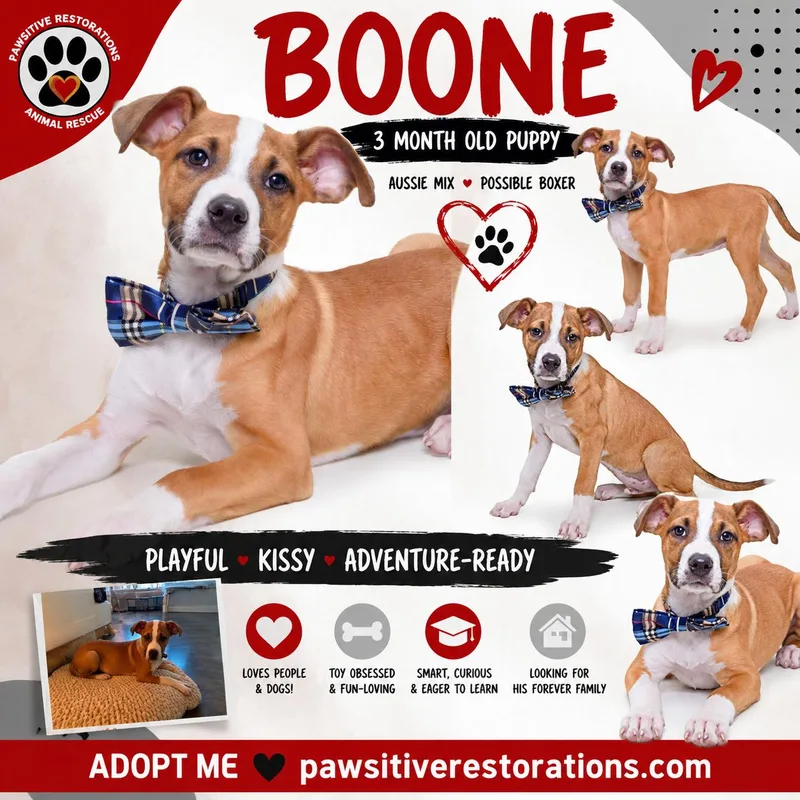 Boone thumbnail 2