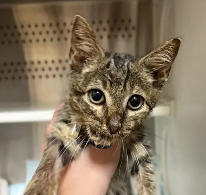 A young small-sized male Domestic Short Hair cat named a Edgar for adoption in North Charleston, SC