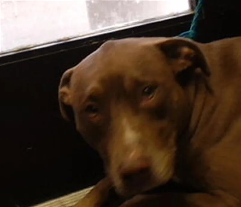 A young large-sized female Pit Bull Terrier dog named Chiquta for adoption in Tulsa, OK