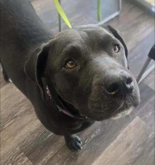 An adult large-sized female Black Mixed Breed dog named Boo for adoption in Acworth, GA