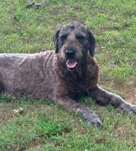 An adult large-sized male Mixed Breed dog named Sabre for adoption in Princeton, IN