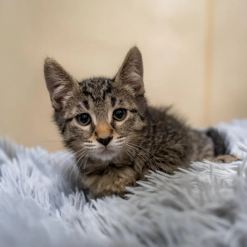 A baby small-sized male Brown / Chocolate Domestic Short Hair cat named Kiwi for adoption in Gainesville, GA