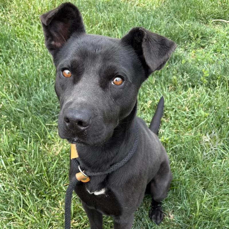 Macho Nacho thumbnail 2
