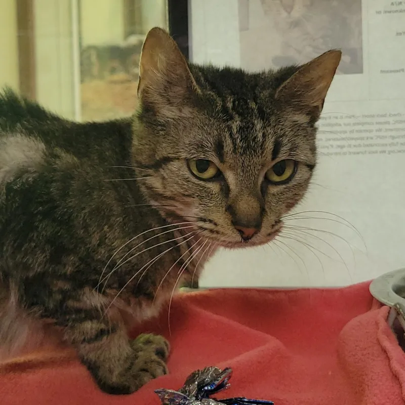 An adult medium-sized female Brown / Chocolate Domestic Short Hair cat named Pam for adoption in Plover, WI
