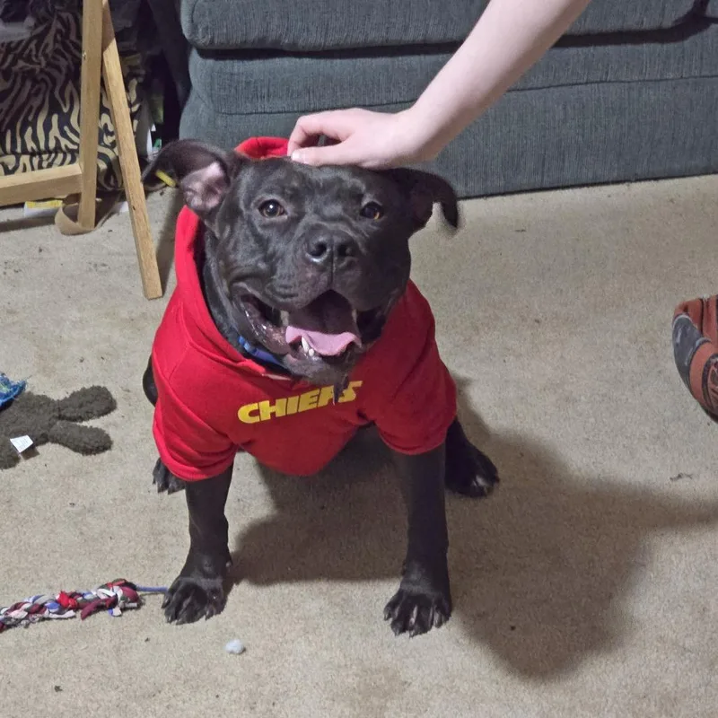 An adult medium-sized male Black American Staffordshire Terrier dog named Duke Laroo for adoption in Wichita, KS