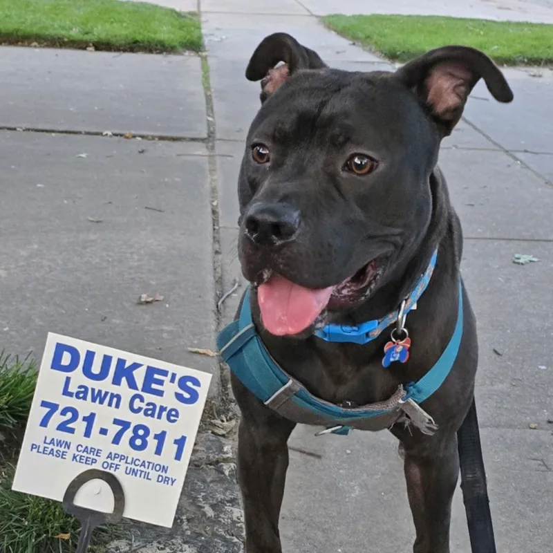 Duke Laroo thumbnail 3