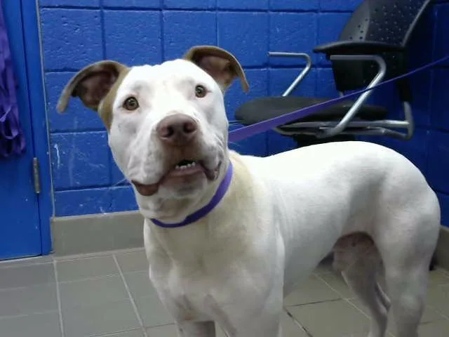A young medium-sized male Pit Bull Terrier dog named Marshmello for adoption in Albuquerque, NM