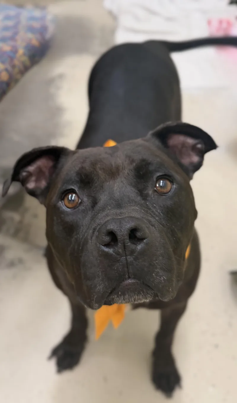 An adult large-sized female Black American Bully dog named Brie for adoption in Pawleys Island, SC