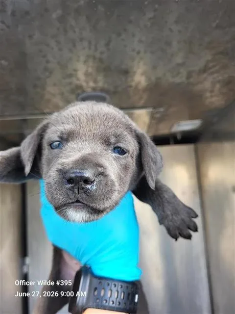 A baby small-sized female Labrador Retriever dog named Aretha for adoption in San Antonio, TX