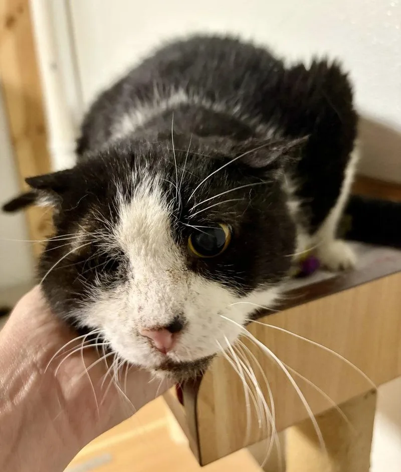 An adult large-sized male Black & White / Tuxedo Domestic Short Hair cat named Scruffy for adoption in O'Fallon, MO