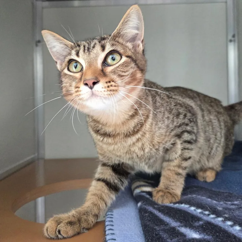 A baby small-sized male Brown / Chocolate Domestic Short Hair cat named Ricky for adoption in Saint Louis, MO