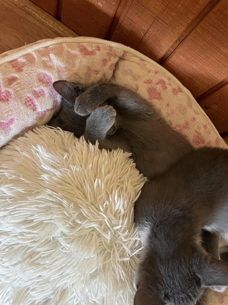 A baby small-sized male Russian Blue cat named Tank for adoption in Phoenix, AZ