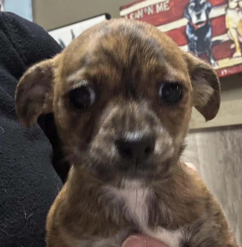 A baby small-sized female Brindle Chihuahua dog named Fudgette for adoption in Thousand Oaks, CA