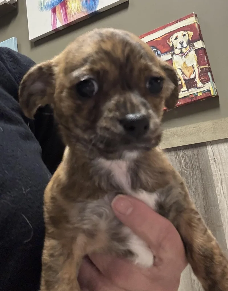 Fudgette thumbnail 2