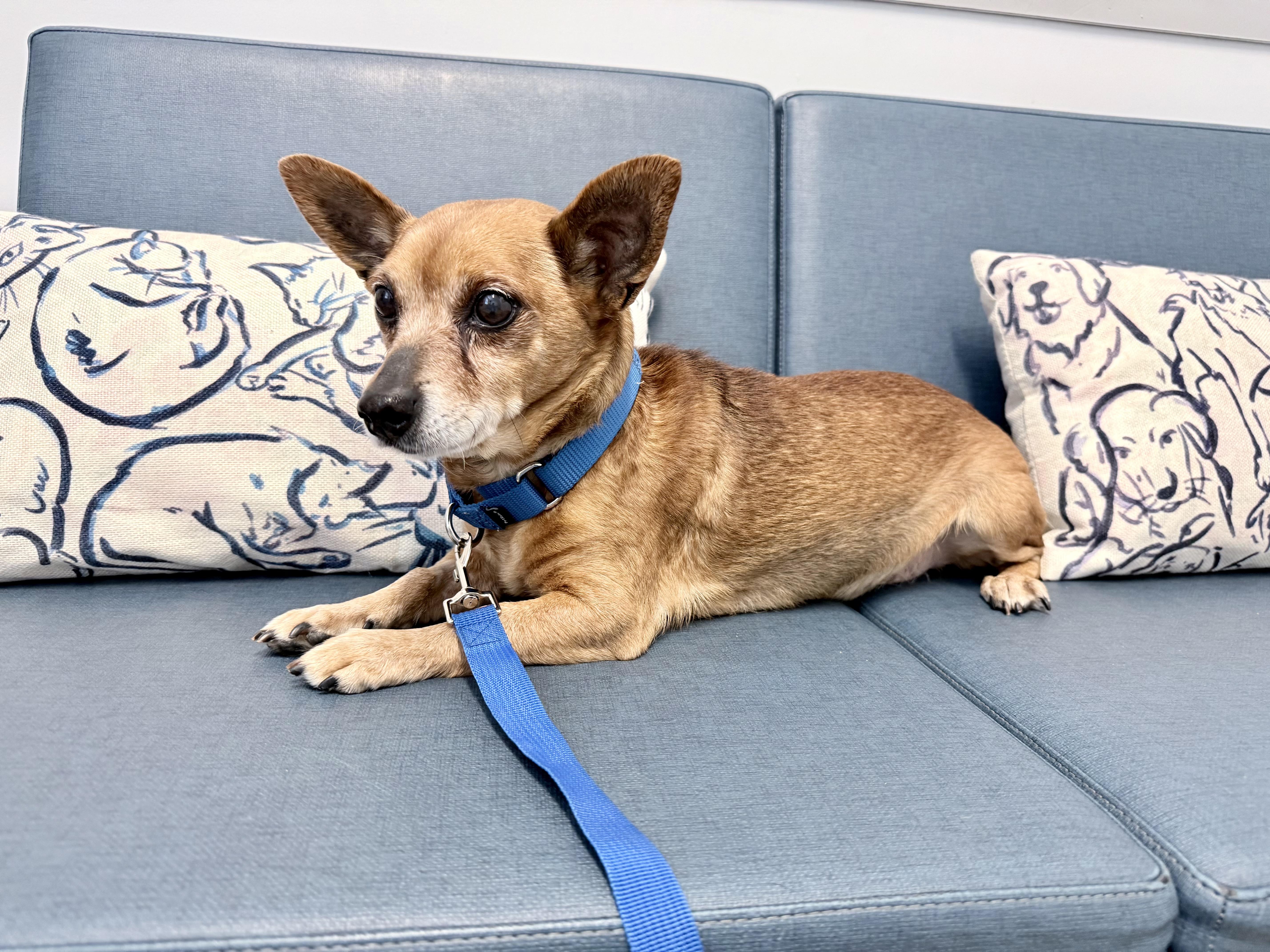 An adult small-sized male Brown / Chocolate Chihuahua dog named Queso for adoption in Fairfax, VA