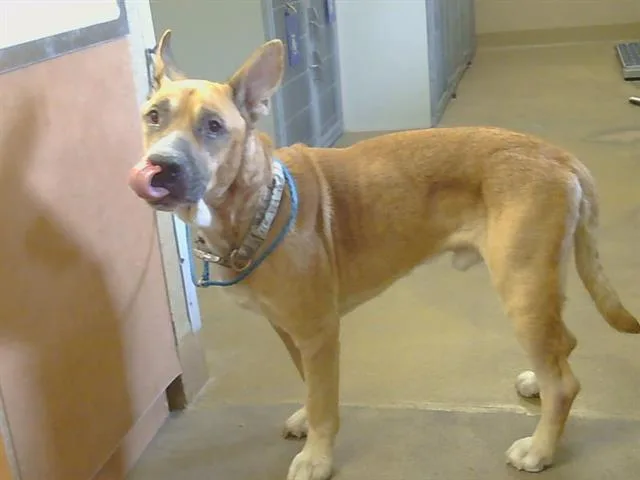An adult large-sized male German Shepherd Dog dog named Freddie for adoption in Sacramento, CA