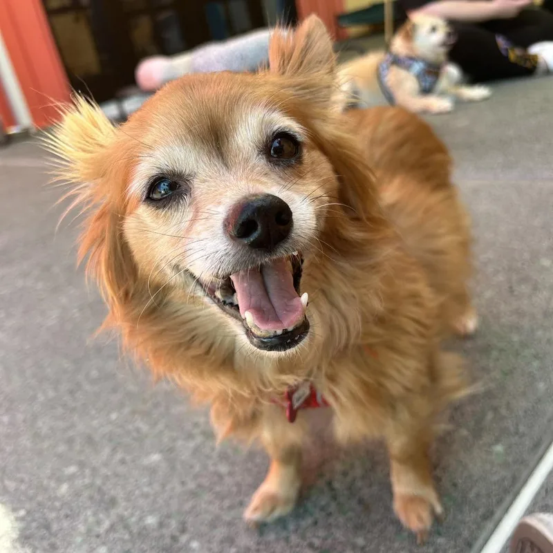 A senior small-sized female Red / Chestnut / Orange Pomeranian dog named Cabana for adoption in San Francisco, CA