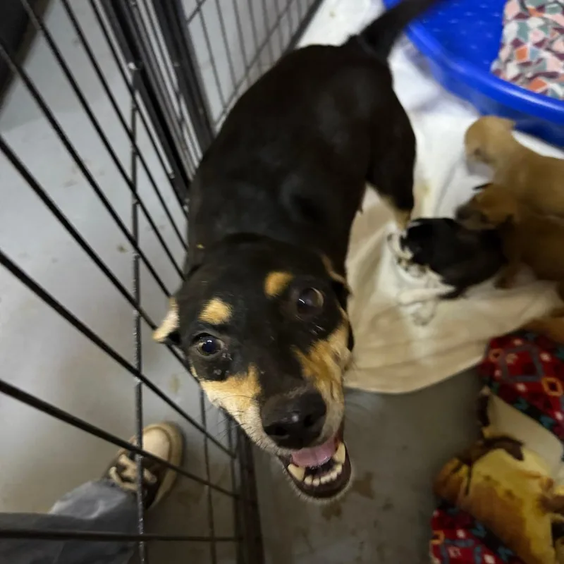 An adult medium-sized female Black Chihuahua dog named Penelope for adoption in Casa Grande, AZ