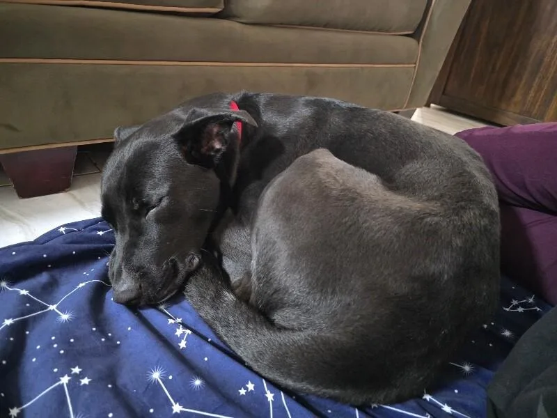 An adult large-sized male Black Labrador Retriever dog named Tucker for adoption in Anthem, AZ