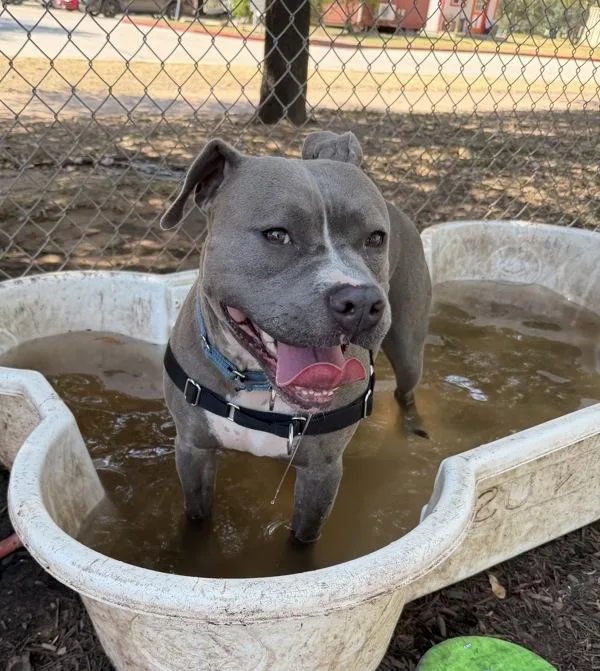 An adult large-sized male Mixed Breed dog named Rufus for adoption in Austin, TX