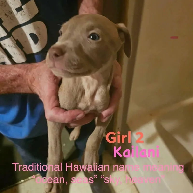A baby medium-sized female Weimaraner dog named Kailani for adoption in Clinton, WI