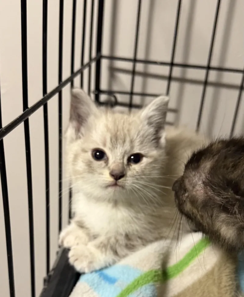A baby medium-sized female Siamese cat named Cloud for adoption in Grove, OK