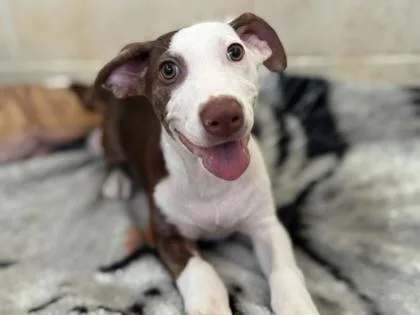 A baby small-sized female Mixed Breed dog named Mochi for adoption in Newberg, OR