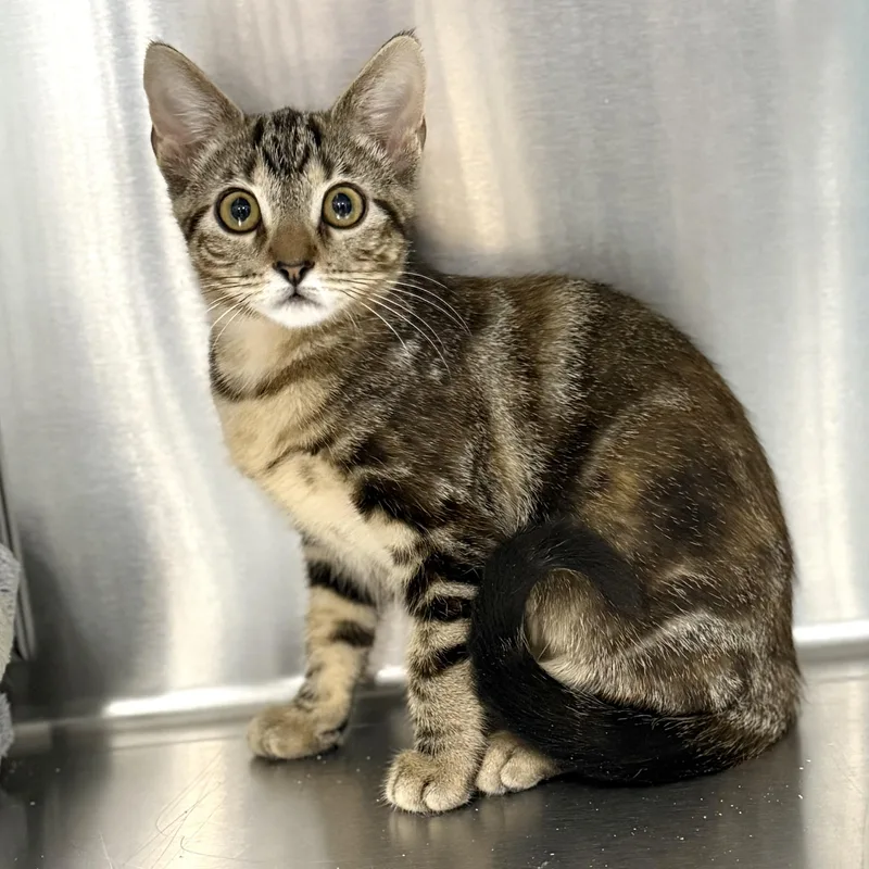 A baby medium-sized female Tabby (Brown / Chocolate) Domestic Short Hair cat named Chipotle for adoption in Collierville, TN