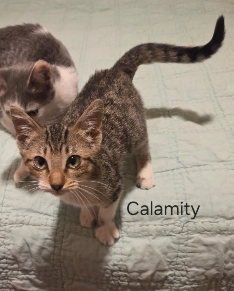 A baby small-sized female Tabby (Brown / Chocolate) Domestic Short Hair cat named Calamity for adoption in Bloomsdale, MO