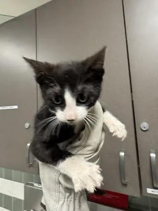 A baby small-sized female Domestic Short Hair cat named Larry for adoption in Van Nuys, CA