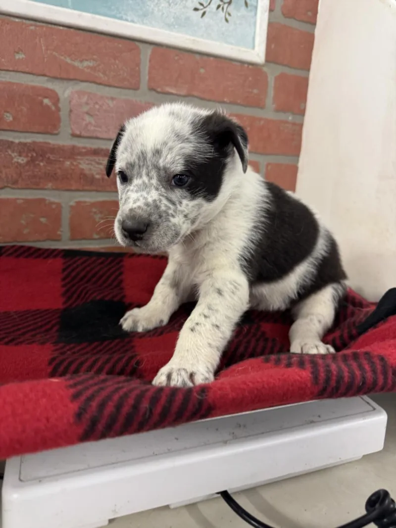 A baby small-sized male American Staffordshire Terrier dog named Elias for adoption in Houston, TX