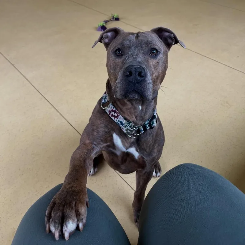 An adult large-sized male Brown / Chocolate Pit Bull Terrier dog named Forrest for adoption in Roanoke, VA
