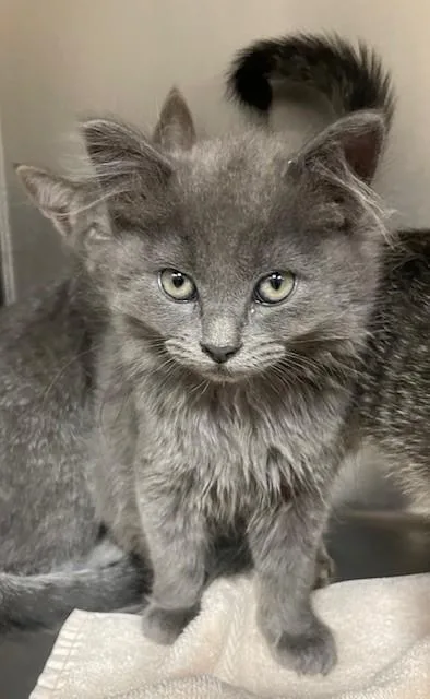A baby medium-sized female Domestic Long Hair cat named Moriah for adoption in Prudenville, MI