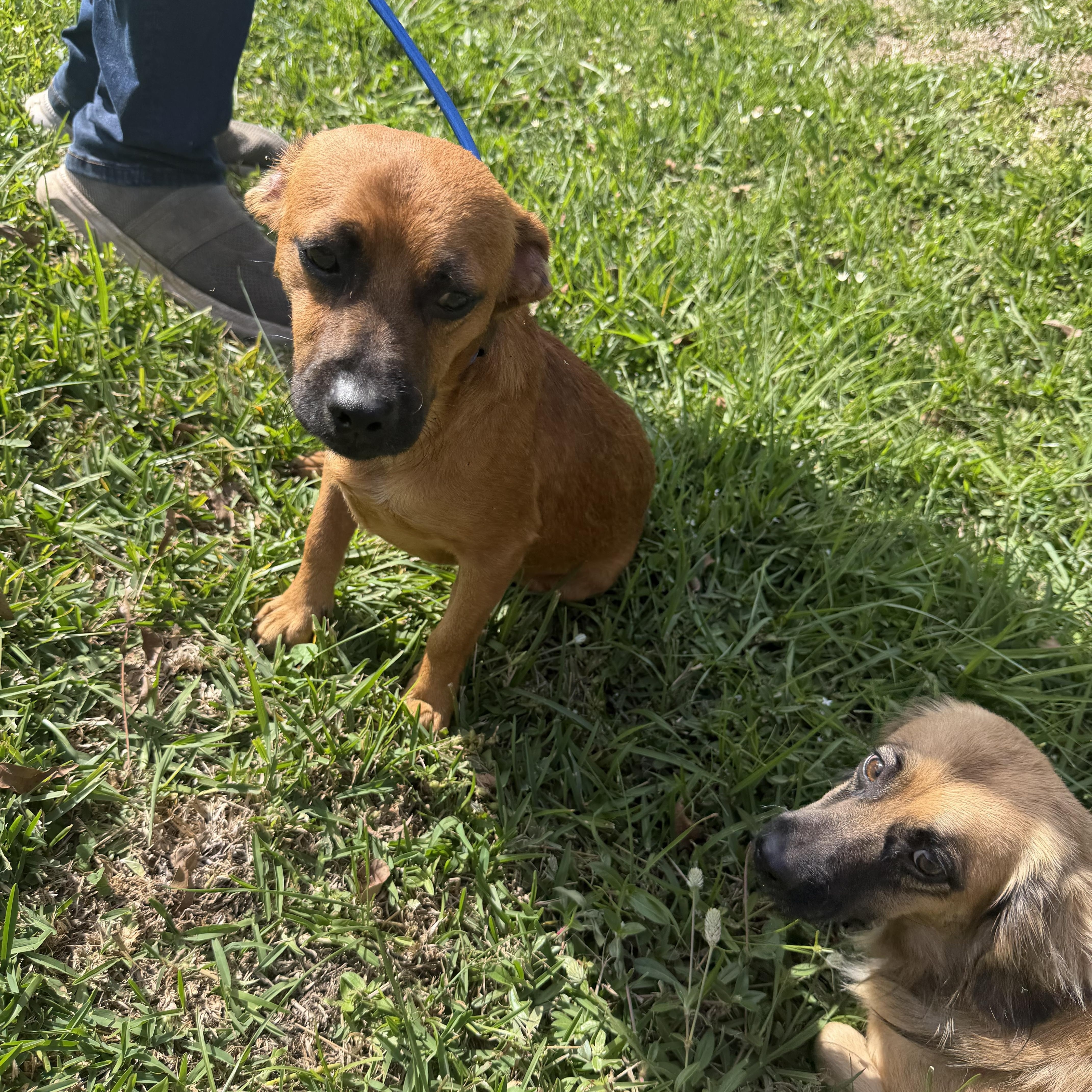 An adult small-sized male Dachshund dog named Redd for adoption in Louise, TX